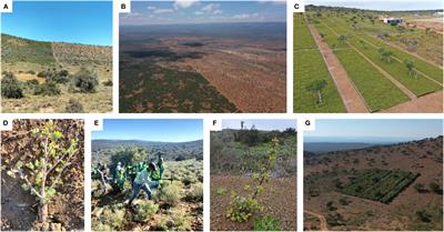 Science is the fuel required for lifting ecosystem restoration into the orbit of hundreds of millions of hectares